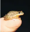  ?? SYLVAIN CASTONGUAY ?? The western chorus frog is considered a threatened species in Quebec.