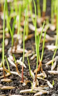  ??  ?? As grass shoots emerge from the soil, they begin to photosynth­esise, producing their own energy.