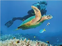  ??  ?? The head of a Great Barrier Reef tourism operators’ group says publicity about the reef’s declining health due to rising sea temperatur­es is damaging the industry, which is worth millions of dollars a year to Queensland.