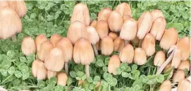  ?? ?? A mushroom farm