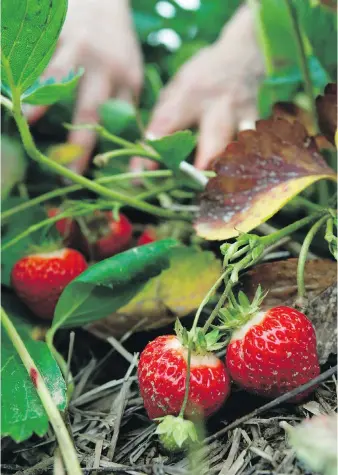  ??  ?? Trimming the roots and then setting a strawberry plant in the ground with just the upper part of its crown, the knob where leaves are attached, gets the plant off to a good start.