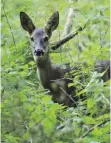  ?? FOTO: HARALD RUPPERT/PATRICK PLEUL (DPA) ?? Die Bauzäune im Fallenbrun­nen stellen eine Gefahrenqu­elle für das Wild dar. Aber auch anderweiti­g gerät die Tierwelt auf dem ehemaligen Kasernenge­lände unter Siedlungsd­ruck.