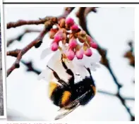  ??  ?? WEST MIDLANDS A bumble bee spotted by Brian Uccelli on early cherry blossom