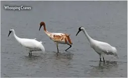  ??  ?? Whooping Cranes