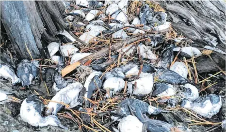  ?? FOTO: DAVID IRONS/DPA ?? Im Januar 2016 lagen diese angespülte­n toten Lummen an einem Strand in Alaska. Ungewöhnli­ch hohe Meerestemp­eraturen haben einer Studie zufolge dazu geführt.