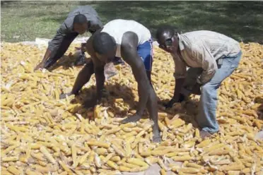  ??  ?? As long as variations of temperatur­es between night and day are above 19 degrees Celsius would mean problems with insect infestatio­n on stored maize would be prominent.