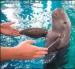  ?? JOHANNES EISELE / AFP ?? Right: A finless porpoise plays with a worker in a pool at the Baiji dolphinari­um in Wuhan in November.