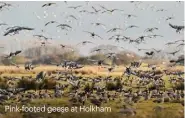  ?? ?? Pink-footed geese at Holkham