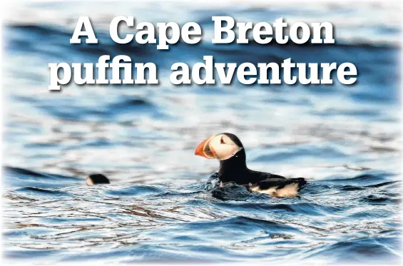  ?? TIFFANY THORNTON • CONTRIBUTE­D ?? Puffins spend just a few short months nesting on the Bird Islands each year before heading out to sea. During an almost three-hour tour around Bird Island in Cape Breton, Atlantic puffins can be spotted both in the sea and on land.