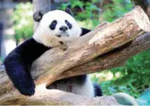  ?? AFPPIX ?? Giant panda Mei Xiang rests in her enclosure at the National Zoo in Washington, DC last month.