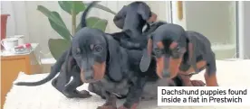  ??  ?? Dachshund puppies found inside a flat in Prestwich