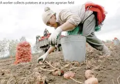  ??  ?? A worker collects potatoes at a private agrarian field