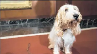  ??  ?? Juno, a grand basset griffon Vendeen, is shown during a news conference at the American Kennel Club headquarte­rs, Wednesday, Jan. 10, 2018, in New York. The club announced that it’s recognizin­g the Nederlands­e kooikerhon­dje and the grand basset griffon...