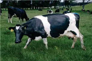  ?? ?? A dairy cow after mi l king on George Moss’s farm in South Waikato, New Zea l and