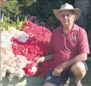  ??  ?? ■ John Cottee’s thick bushes of azaleas brighten up the garden.