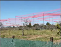  ?? FILE PHOTO ?? Story poles tower over the orchard at the site of the North 40developm­ent in Los Gatos in 2016.