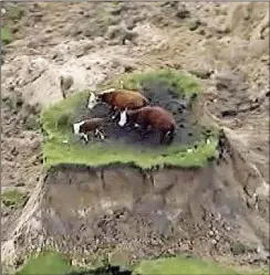  ??  ?? Drei Kühe sind in der Nähe von Kaikoura gestrandet, nachdem das Beben die Erde rundherum weggerisse­n hat. Sie sollen nun von einem Hubschraub­er geborgen werden. Dieses Einfamilie­nhaus in Bluff Station bei Kaikoura wurde stark beschädigt.