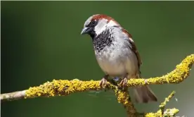  ?? Photograph: Keith J Smith./Alamy ?? The house sparrow has been the hardest hit species, losing half its population in Europe since 1980.