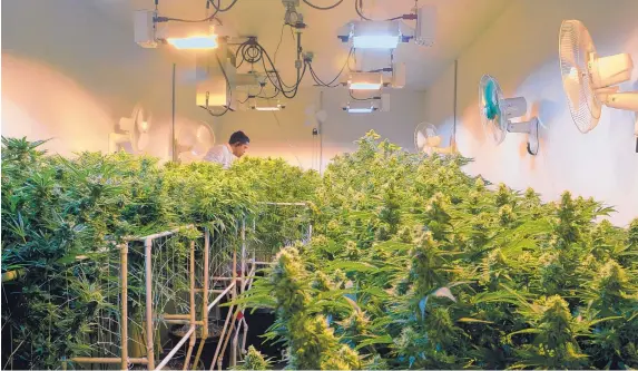  ?? GREG SORBER/JOURNAL ?? Jose Chacon works with cannabis plants in the indoor flower room of Verdes Foundation in Albuquerqu­e. Legislator­s are looking at expanding the state’s marijuana industry to include recreation­al use.