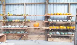  ?? Photo / Supplied ?? Whanga¯rei market gardener Jackie Harding has grown a great crop of pumpkins.
