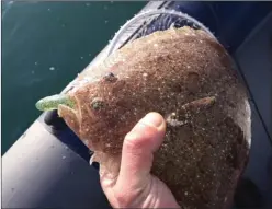  ??  ?? Dernièreme­nt de belles pêches de turbots ont été réalisées, il s’agit ici d’une barbue prise au leurre en dérive.