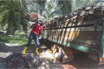  ?? — Bernama photo ?? The current labour shortage situation in the plantation­s sector has deteriorat­ed to approximat­ely 75,000 harvesters, from approximat­ely 40,000 harvesters and approximat­ely 20 per cent loss of yield pre-MCO.