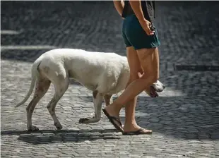  ?? Foto Blaž Samec ?? V Ljubljani je približno 24.800 registrira­nih psov.