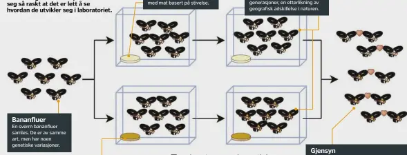  ??  ?? Evolusjon i praksis
Insekter og mikrober reproduser­er seg så raskt at det er lett å se hvordan de utvikler seg i laboratori­et. Bananfluer
En sverm bananfluer samles. De er av samme art, men har noen genetiske variasjone­r. Stivelse
Halve svermen...