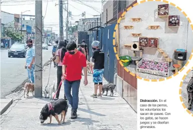  ??  ?? Distracció­n. En el caso de los perros, los voluntario­s los sacan de paseo. Con los gatos, se hacen juegos y se diseñan gimnasios.