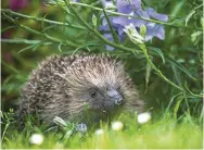  ??  ?? Hedgehogs have suffered severe injuries – and death – from strimming and mowing incidents