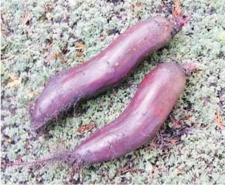  ??  ?? As with most vegetables, beets grow best in a slightly acidic soil. In soils made alkaline with applicatio­ns of wood ashes or too much lime, the roots become susceptibl­e to damage from the same scab disease that afflicts potatoes.