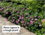  ??  ?? Rosa rugosa is a tough plant