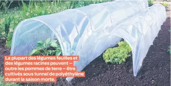  ??  ?? La plupart des légumes feuilles et des légumes racines peuvent – outre les pommes de terre – être cultivés sous tunnel de polyéthylè­ne durant la saison morte.