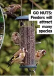  ??  ?? GO NUTS: Feeders will attract many species