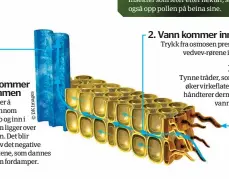  ??  ?? 3. Vann kommer inn i stammen Vann fortsetter å strømme gjennom systemet, opp og inn i stammen som ligger over jordoverfl­aten. Det blir hjulpet i vei av det negative trykket i bladene, som dannes av vannet som fordamper.2. Vann kommer inn i vedvevet Trykk fra osmosen presser vannet inn ivedvev-rørene i kjernen av rota.1. Rottråder Tynne tråder, som går ut fra rota, øker virkeflate­n til osmosen og håndterer dermed det meste avvannabso­rberingen.