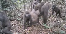  ??  ?? CONSERVATI­ONISTS have captured the first images of a group of rare Cross River gorillas with multiple babies in the Mbe mountains of Nigeria, proof that the subspecies once feared to be extinct is reproducin­g amid protection efforts. | AP