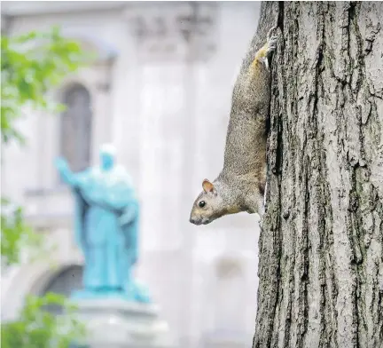  ?? JOHN MAHONEY ?? Dorchester Square in downtown Montreal is home to about 40 squirrels. To protect trees in the 15,000-square-metre space, the city intends to trap the rodents and move them to Mount Royal, “where they’ll have more space and more food resources.” But...