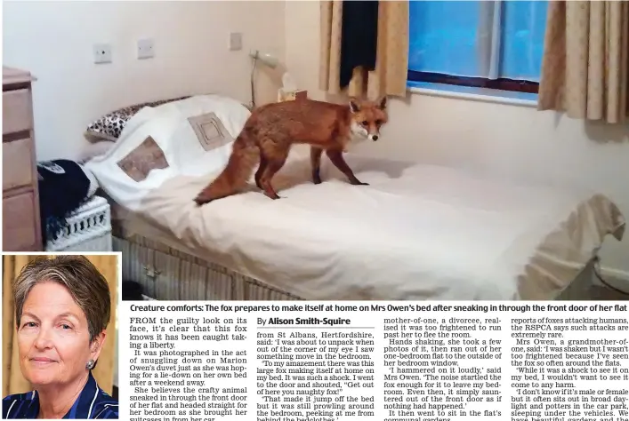 ??  ?? Shocked: Marion Owen Creature comforts: The fox prepares to make itself at home on Mrs Owen’s bed after sneaking in through the front door of her flat
