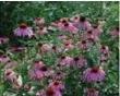  ??  ?? Purple coneflower­s are also used for their medicinal qualities.