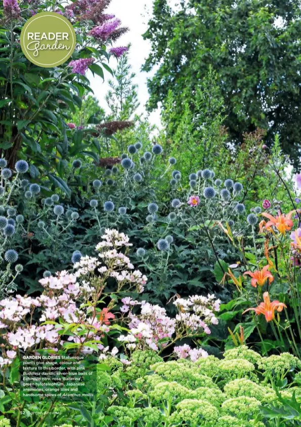  ??  ?? GARDEN GLORIES Statuesque plants give shape, colour and texture to this border, with pink Buddleja davidii, silver-blue balls of Echinops ritro, rosa ‘Ballerina’, green hyloteleph­ium, Japanese anemones, orange lilies and handsome spires of Acanthus mollis