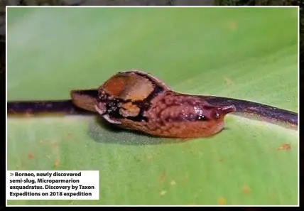  ??  ?? > Borneo, newly discovered semi-slug, Microparma­rion exquadratu­s. Discovery by Taxon Expedition­s on 2018 expedition