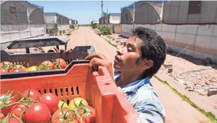  ?? NICK OZA/USA TODAY NETWORK ?? Fortino Pascual Gutierrez, a Del Campo employee, hauls tomatoes from a greenhouse to a packing facility near Altata, Mexico. A tax on produce could be passed along to U.S. consumers.