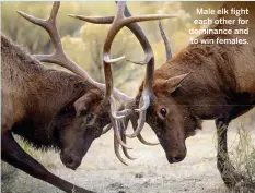  ??  ?? Male elk fight each other for dominance and to win females.