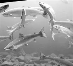  ?? — TC Media file photo ?? These fish wait at a viewing area on the Exploits River as they are counted moving along the salmon ladder. They are wild salmon, and therefore unlikely to get a virus often associated with farmed fish.