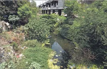  ?? PHOTOS: BACHCHAN KUMAR ?? A nullah at Kharghar is choked with garbage and weeds.