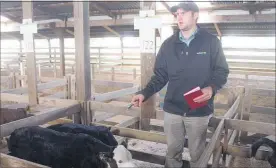  ??  ?? These two Hereford X heifers reached $135/head at the Carrfields sale.