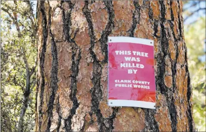  ?? Michael Quine ?? Las Vegas Review-journal @Vegas88s Signs mark trees that some residents of Old Town on Mount Charleston say were poisoned by salt used by Clark County Public Works to de-ice roads around the community.