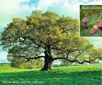  ?? ?? Oaks can live for more than 1,000 years
Acorns, fruit of the oak tree