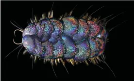  ?? Photograph: Greg Rouse and Avery Hiley ?? A close-up of Peinaleopo­lynoe orphanae, one of the species of hungry scale-worms that scientists named in 2020.