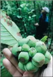  ?? PHOTOS PROVIDED TO CHINA DAILY ?? Counterclo­ckwise from top: A display of various kinds of durians, including the red- fleshed wild Sukang variety, obtained by Yang Xiaoyang in Limbang, Malaysia, in 2019. Prainea limpato he found in Brunei in 2019. Yang holds a Momordica fruit he collected in Sandakan, Malaysia, in 2017. Kadsura induta, which he gathered last December, originates in China’s Yunnan province.